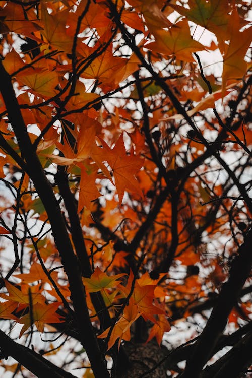 Fotos de stock gratuitas de árbol, arce, bosque