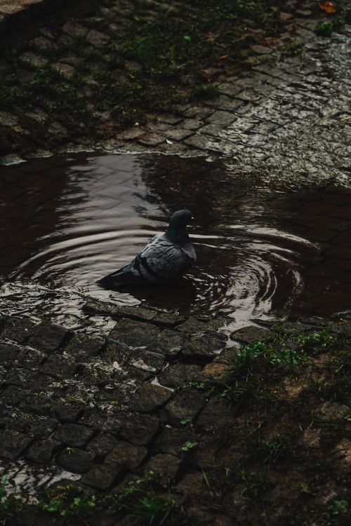 Free A pigeon wading through a rainy puddle on cobblestone streets in Ankara, Türkiye. Stock Photo