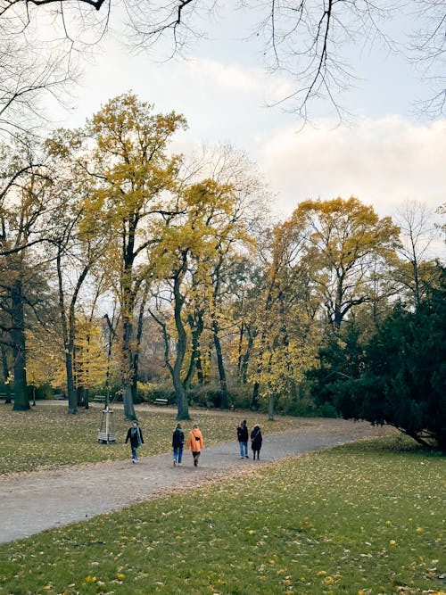 Darmowe zdjęcie z galerii z chodzenie, drzewa, jesień