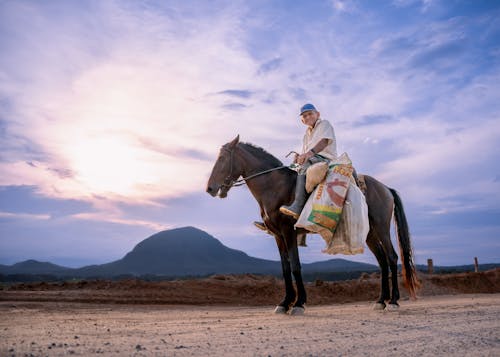 Foto profissional grátis de alforjes, animal, cavalo
