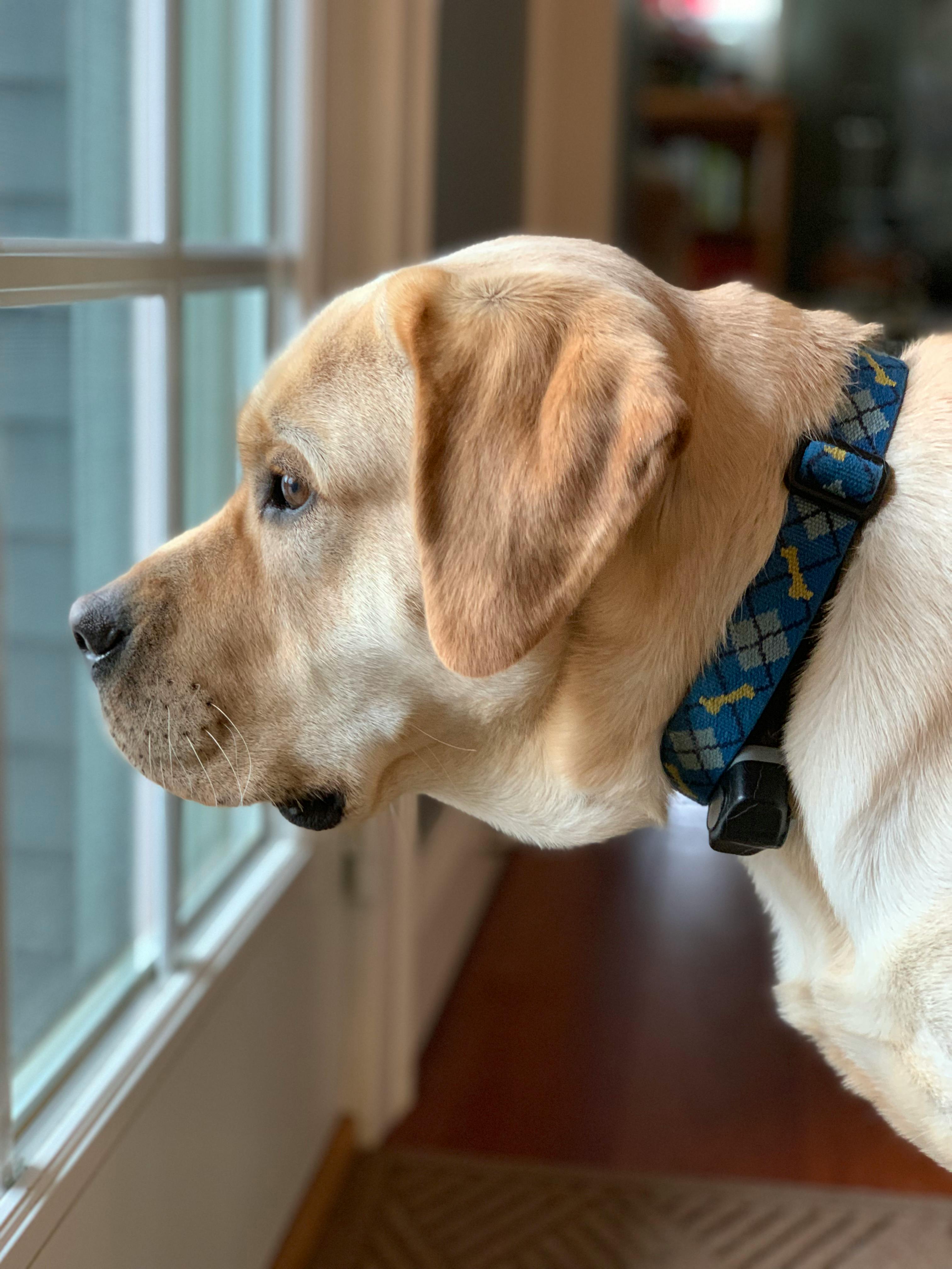 Foto Stok Gratis Tentang Anak Anjing Anjing Labrador