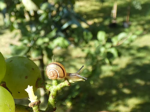 snail on a branch