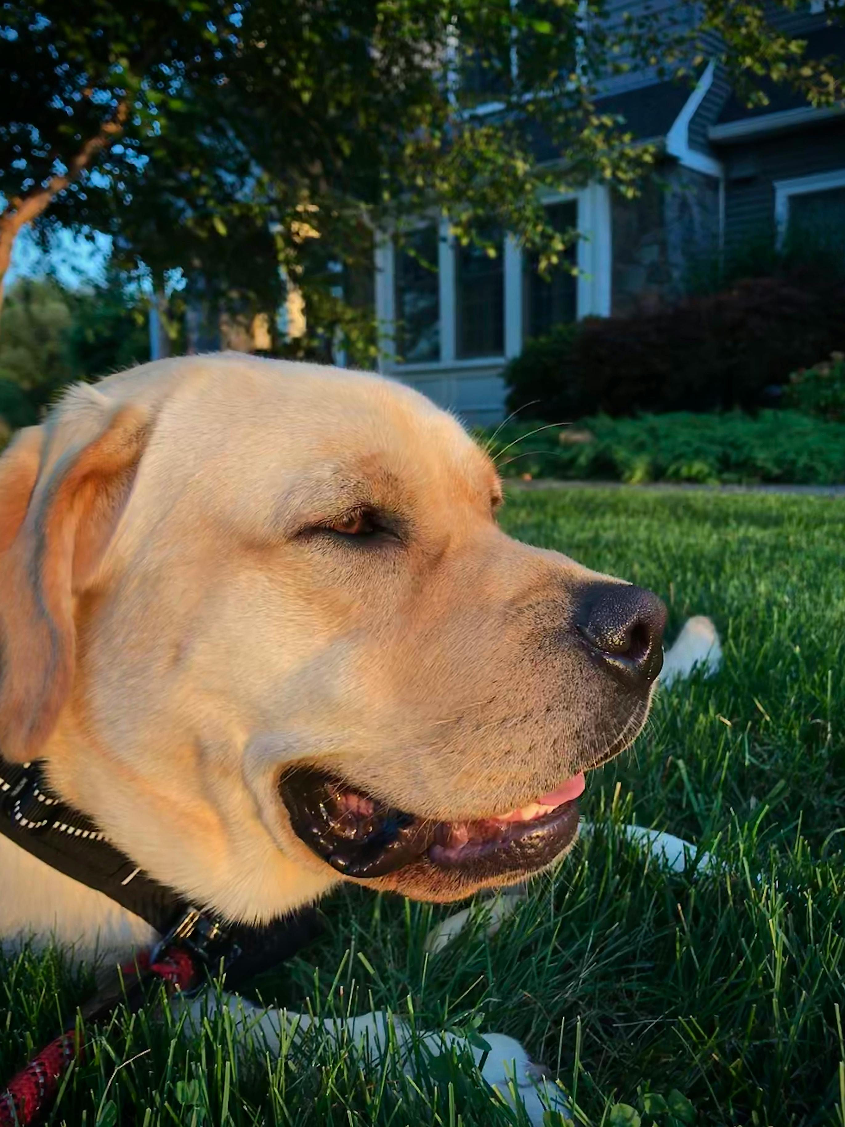 ラブラドール レトリバー 子犬 犬の無料の写真素材