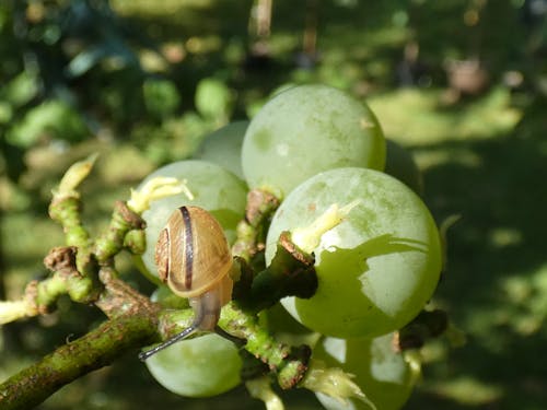 Foto profissional grátis de caracol em um caracol de galho