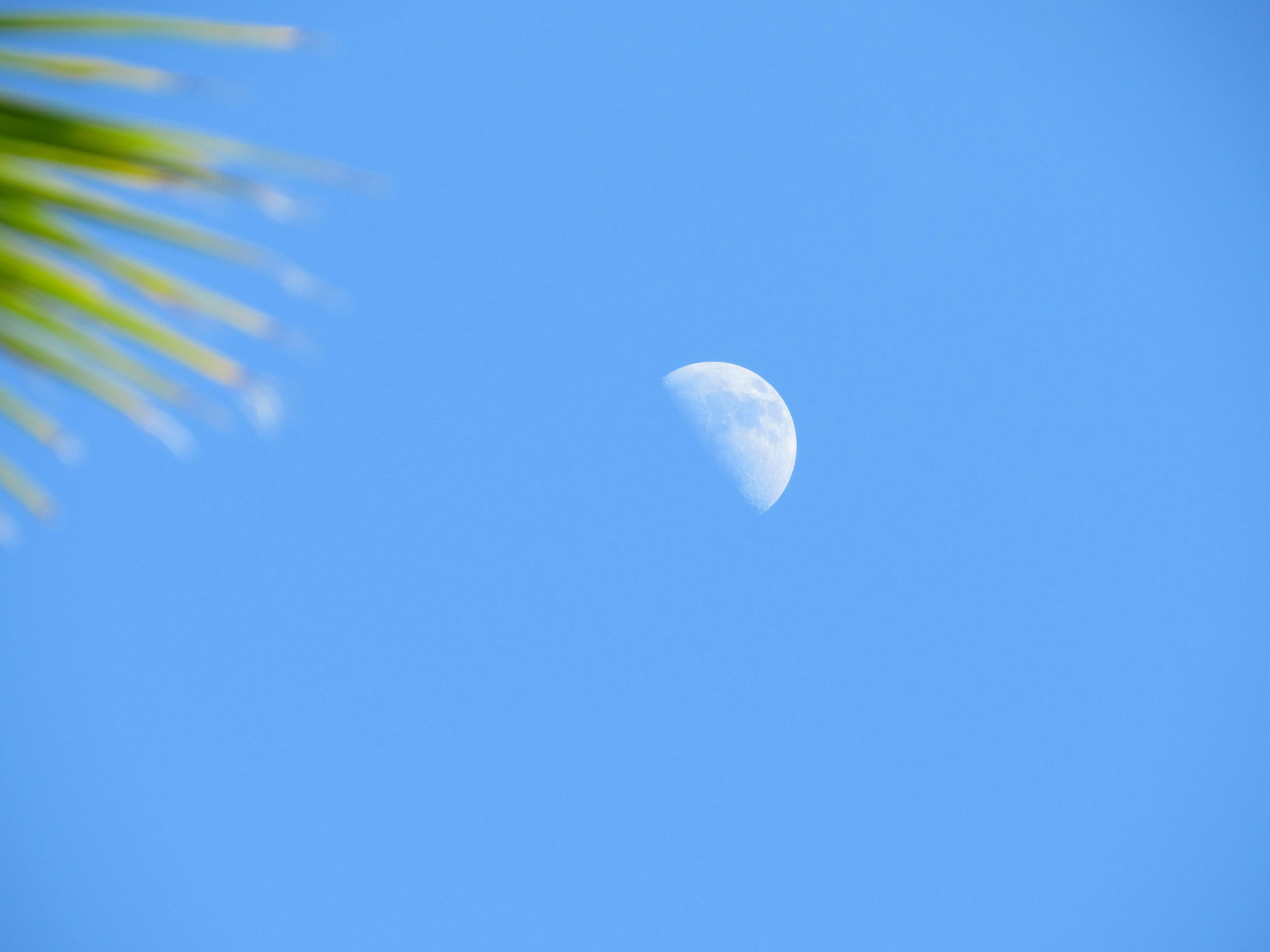 Free stock photo of blue sky, moon