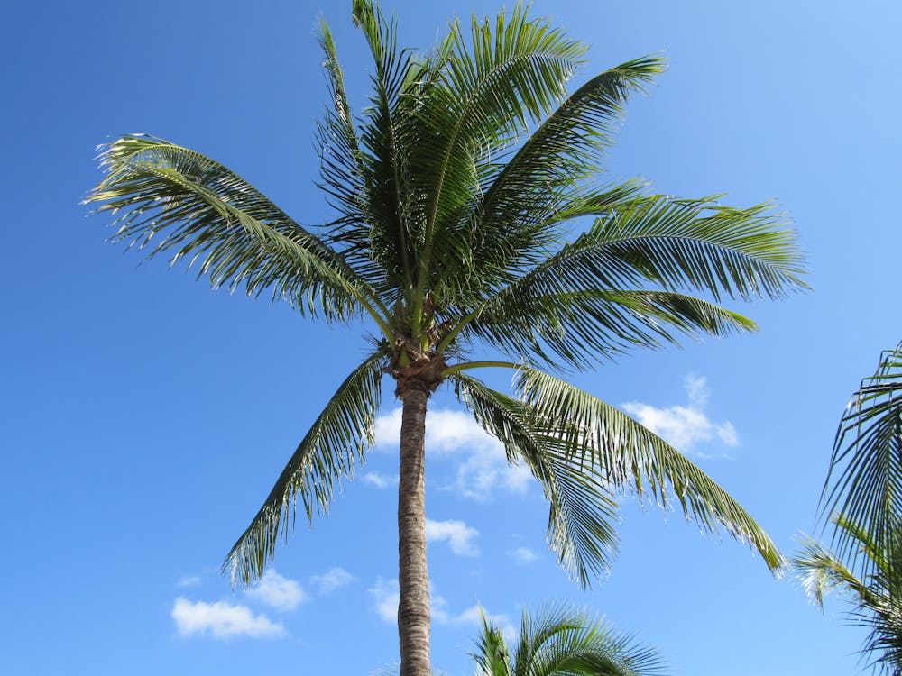 Free stock photo of blue, palm tree