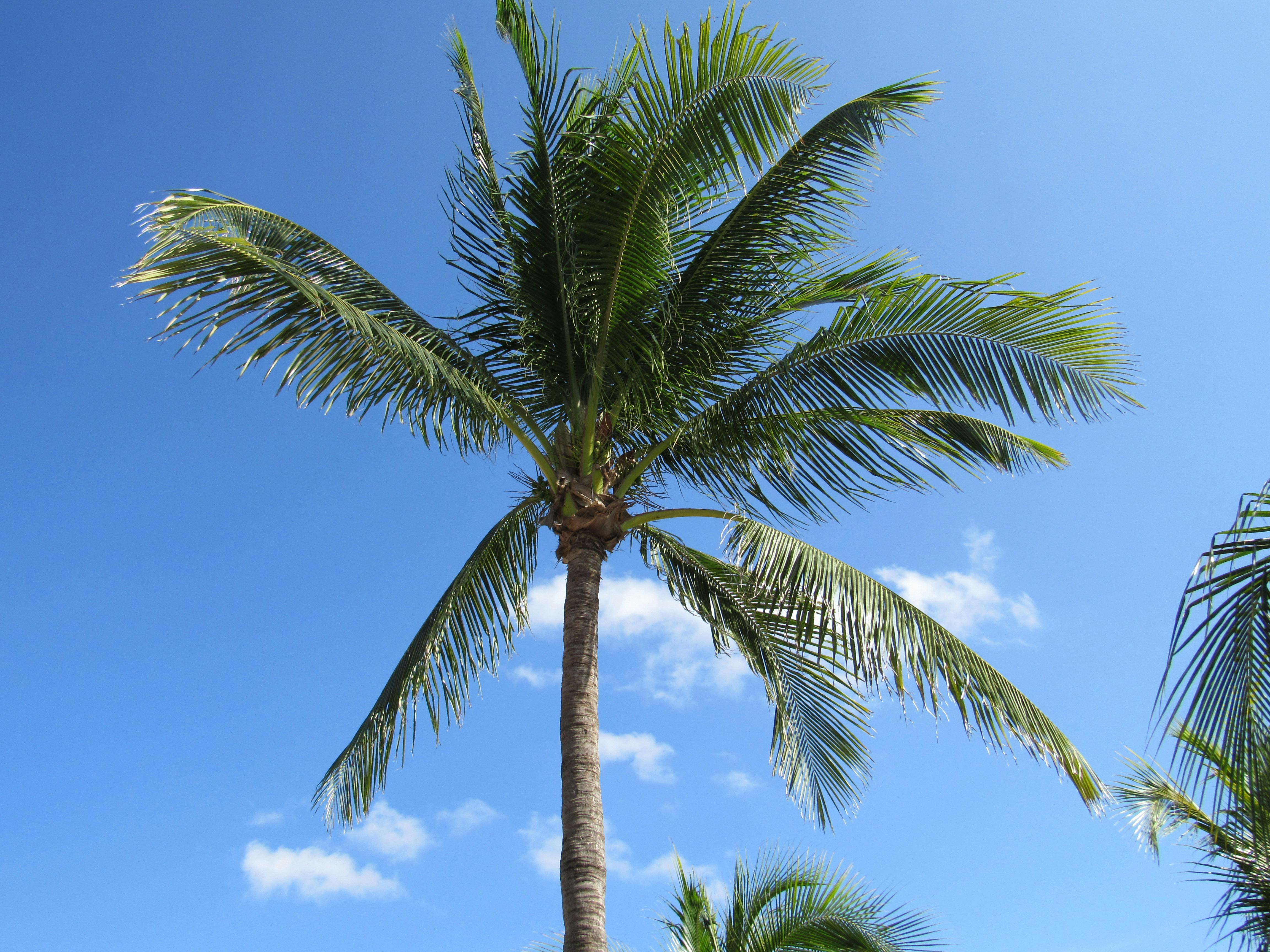 Free stock photo of blue, palm tree