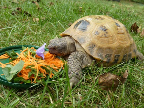 tortoise eating; turtle eating; tortoise on the grass