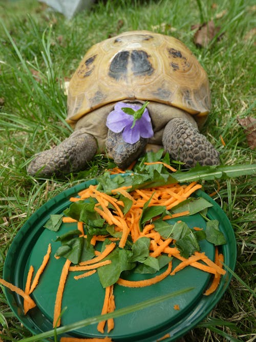 tortoise eating; turtle eating; tortoise on the grass wearing flower on head