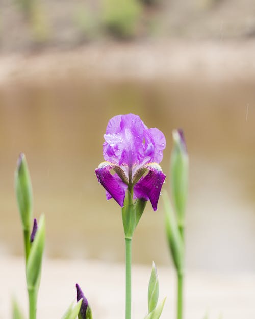Gratis arkivbilde med iris germanica