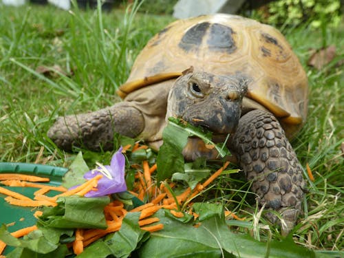 Tortoise eating; turtle eating