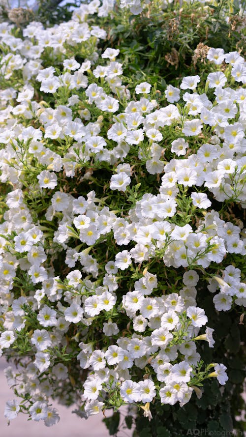 Imagine de stoc gratuită din ascunzătoarea, ferma saskatoon, floare albă