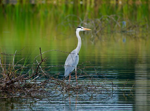 Photos gratuites de corne bleue, eau, fond d'écran