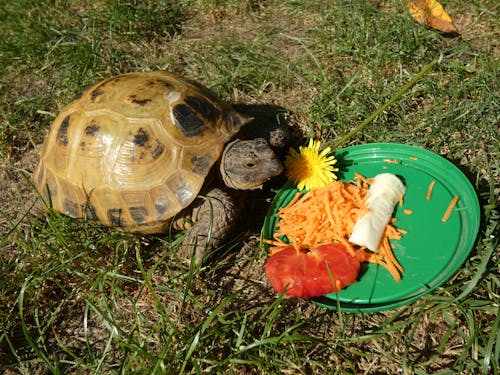 tortoise eating; turtle eating