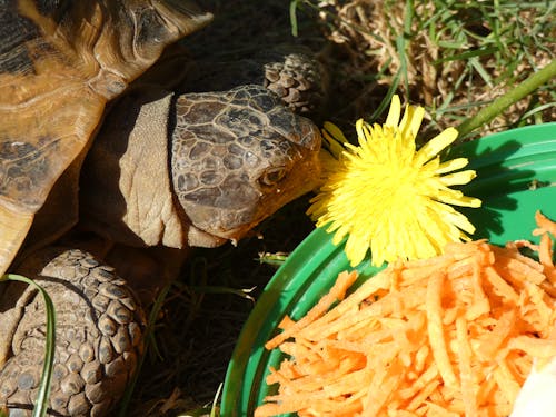 Tortoise eating; turtle eating