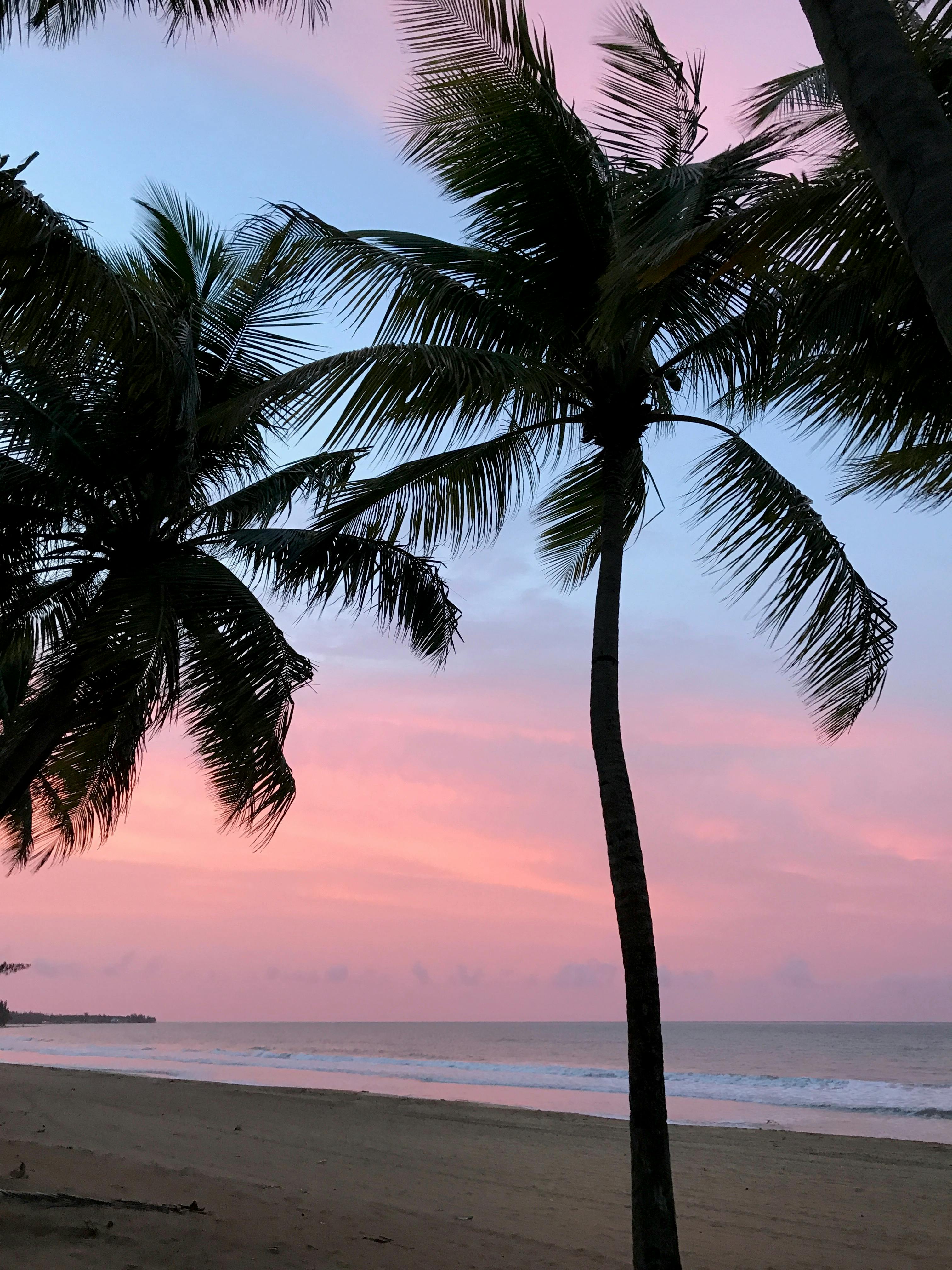 ビーチ ビーチの夕日 ヤシの木の無料の写真素材