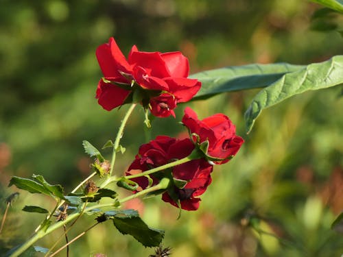 红玫瑰 玫瑰花 的 免费素材图片