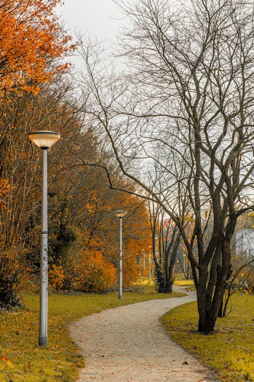 Ilmainen kuvapankkikuva tunnisteilla kuja, lamput, luonto