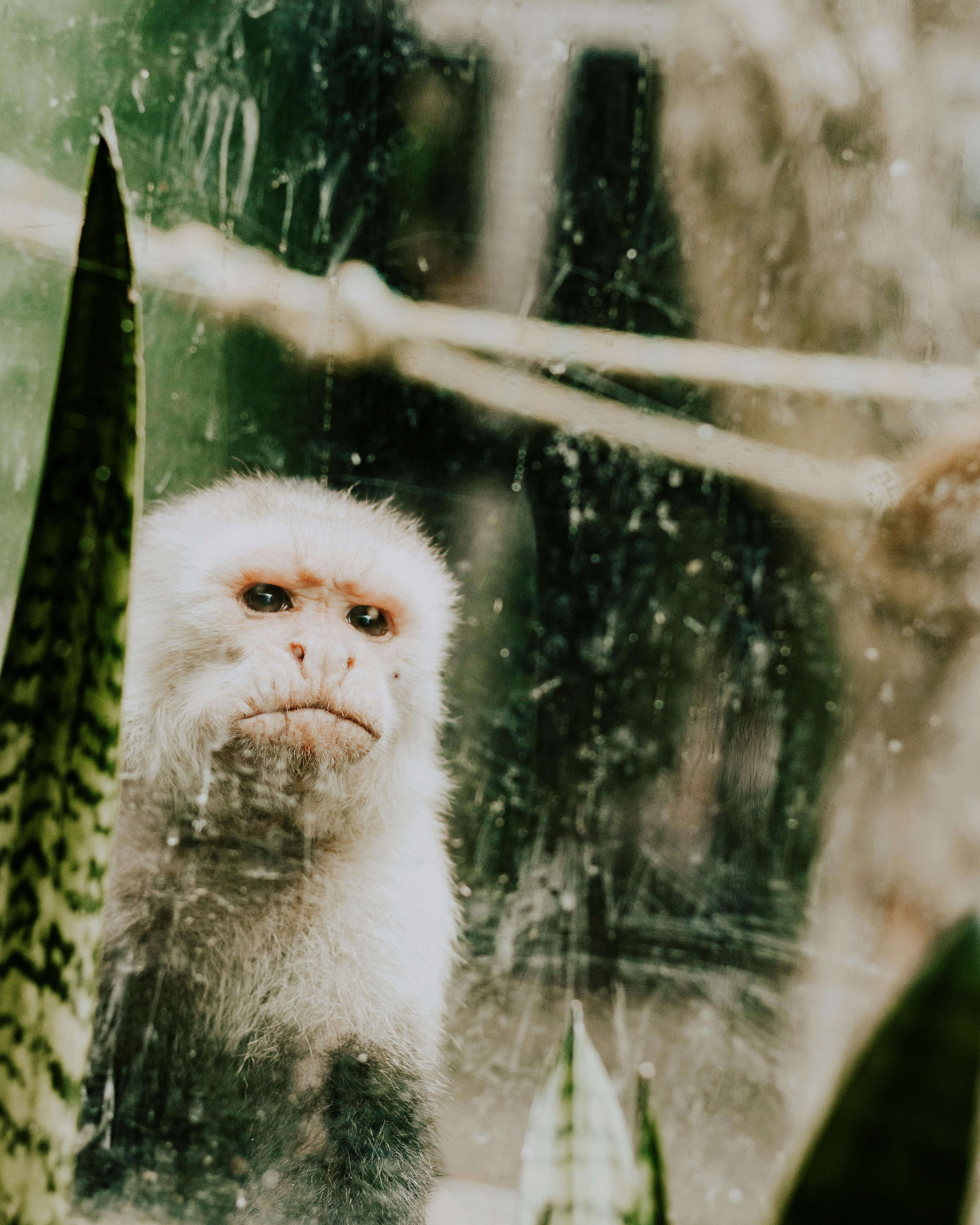 3.000+ melhores imagens de Macaco · Download 100% grátis · Fotos  profissionais do Pexels