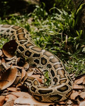 snake photo