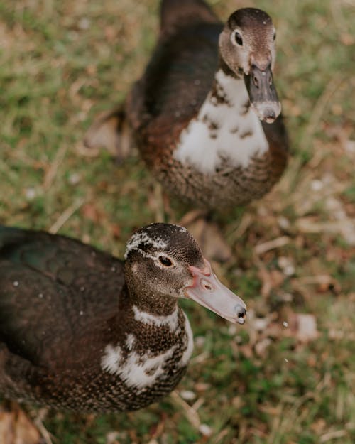 Close-up of Two Ducks Standing on the Grass