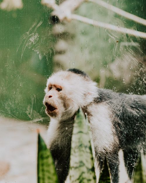Free Close-up of a Capuchin monkey in a zoo exhibit, seen through protective glass. Stock Photo