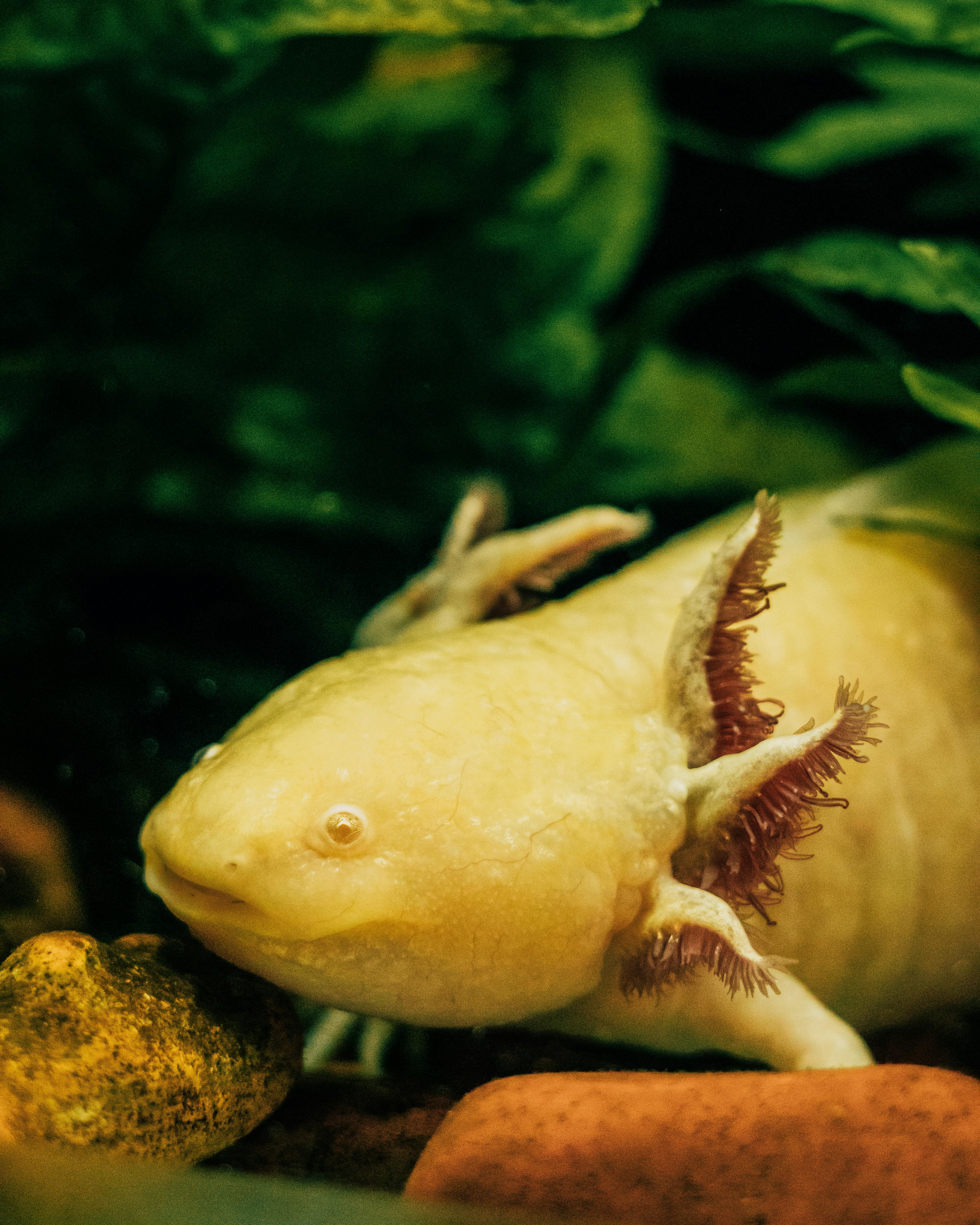 Close-up of an Axolotl in a Aquarium