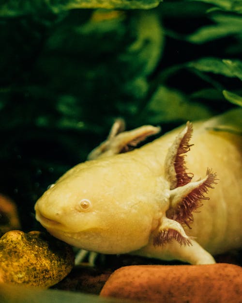 คลังภาพถ่ายฟรี ของ axolotl, ต้นไม้, ถัง