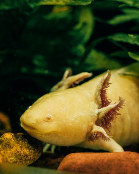 Axolotl Evde Beslenir mi? Su Sıcaklığı, Akvaryum ve Bakım Rehberi