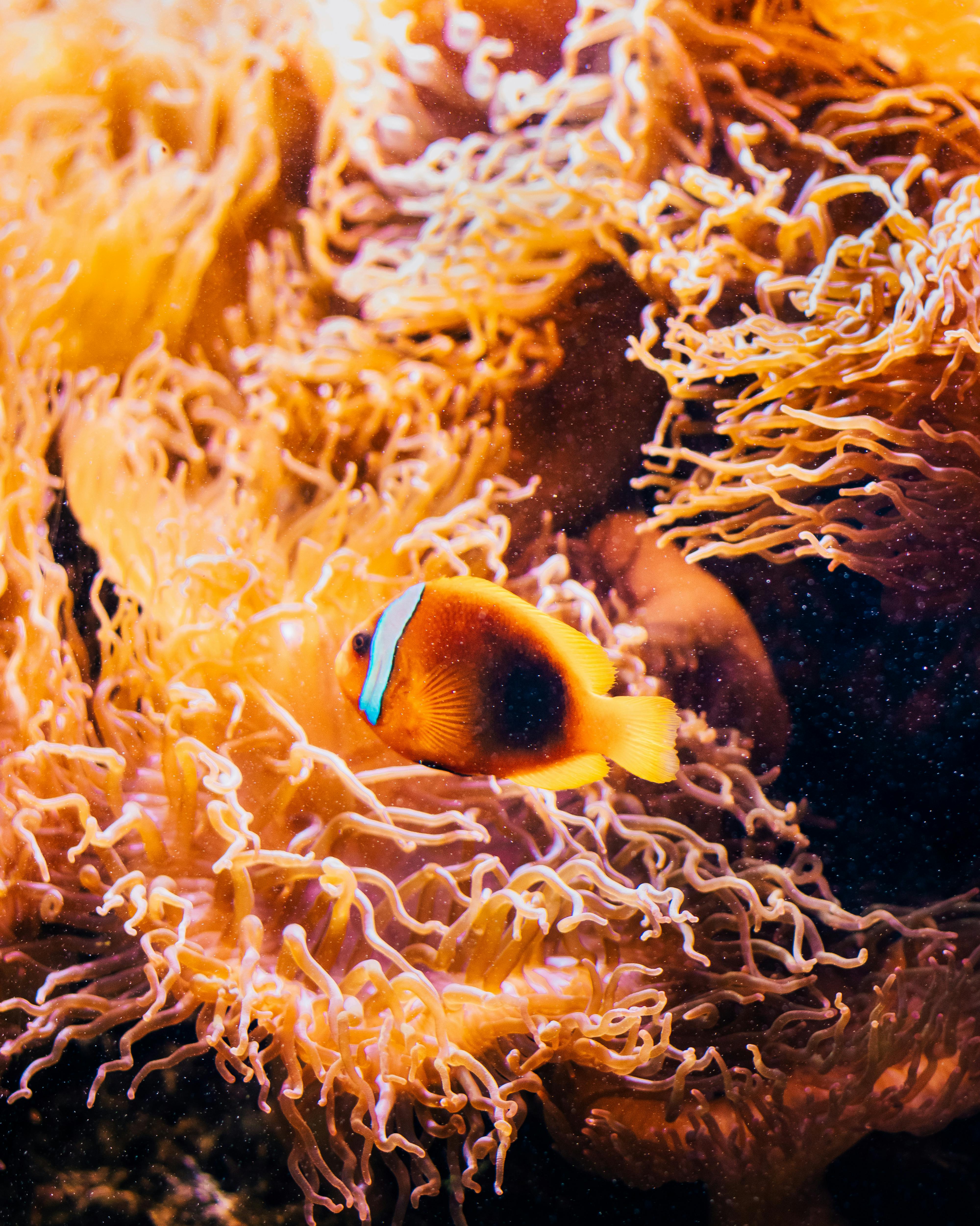 A close-up of a bright clownfish swimming amidst vivid coral under the sea. Ideal for marine life enthusiasts.