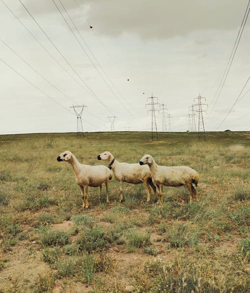 Fotobanka s bezplatnými fotkami na tému elektrická energia, hospodárske zviera, káble