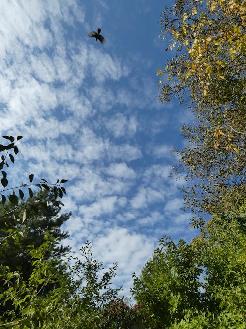 sky, trees and a bird; autumn view