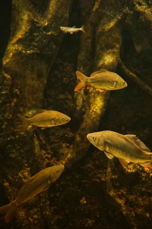 Fish Swimming in a Aquarium 