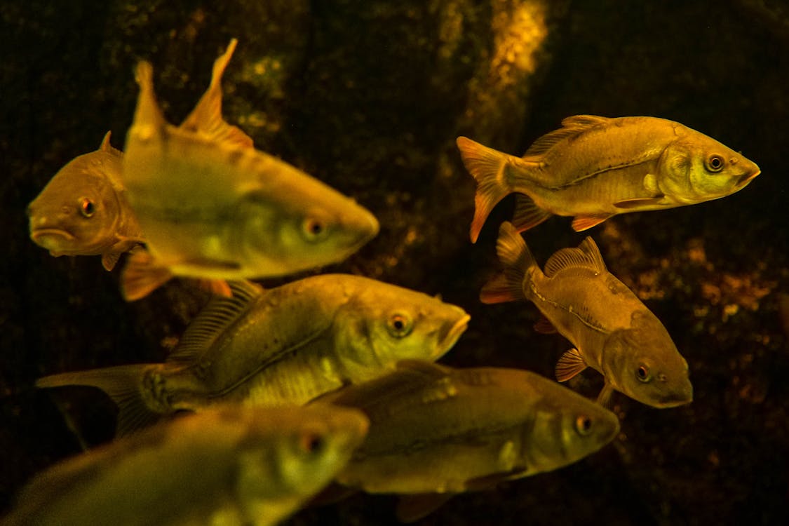 Základová fotografie zdarma na téma akvárium, detail, kapr