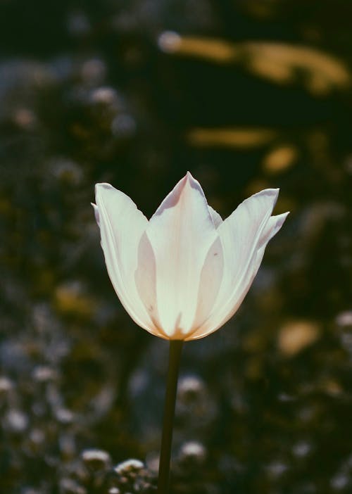 Close-up of a White Lady Tulip 