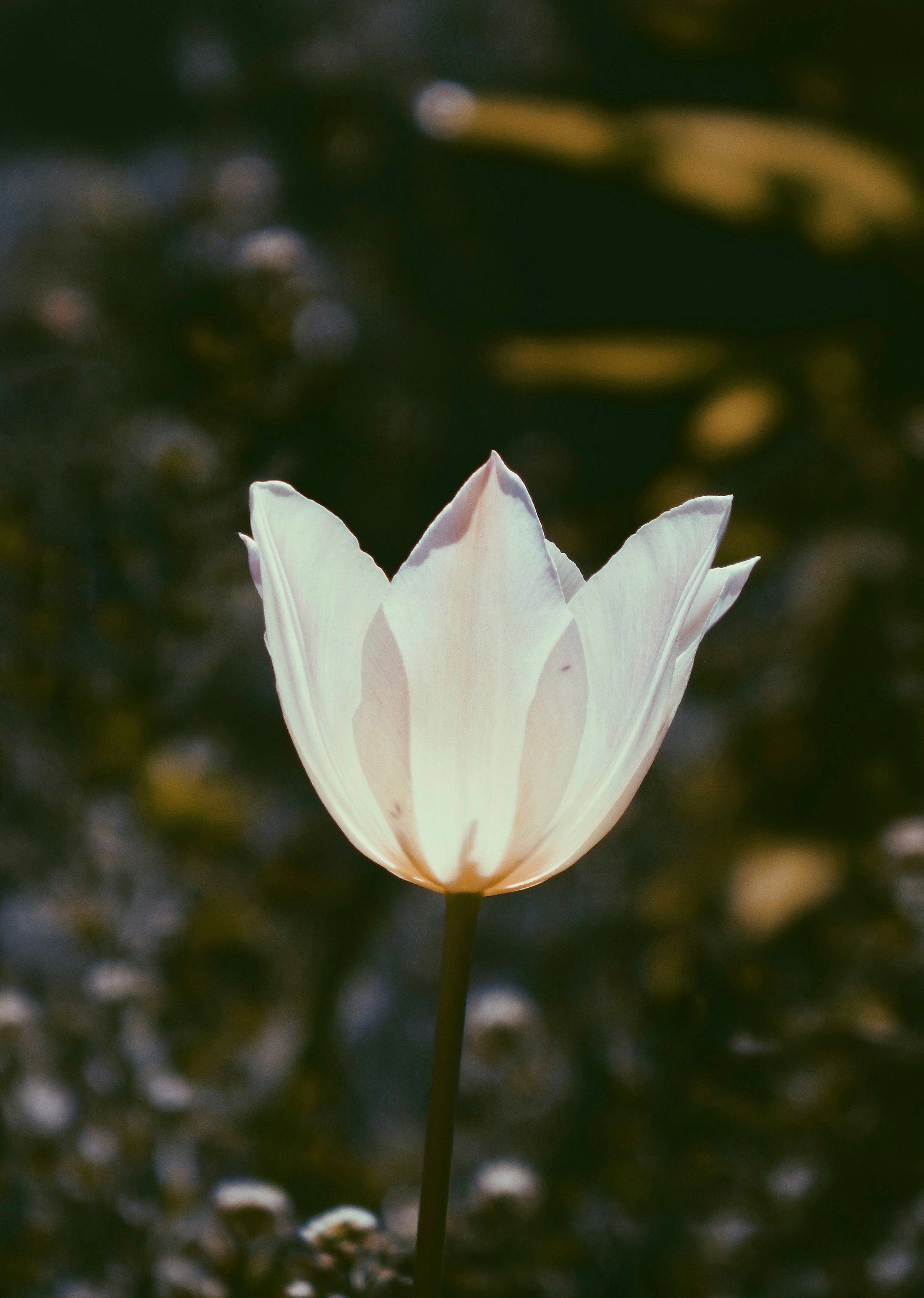 Close-up of a White Lady Tulip · Free Stock Photo