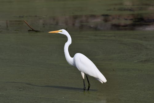 Gratis stockfoto met dierenfotografie, gebied met water, natuurfotografie