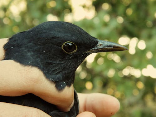 Close-up of a Person Holding a Black Bird