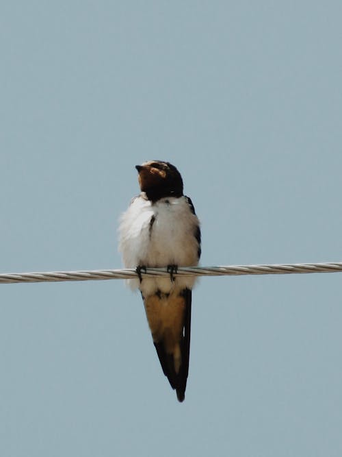 A Barn Swallow Sitting on a Wire 