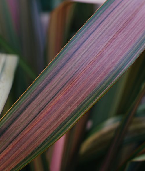 Free Detailed close-up of a vibrant multicolored leaf, showcasing natural patterns and colors in a fresh perspective. Stock Photo