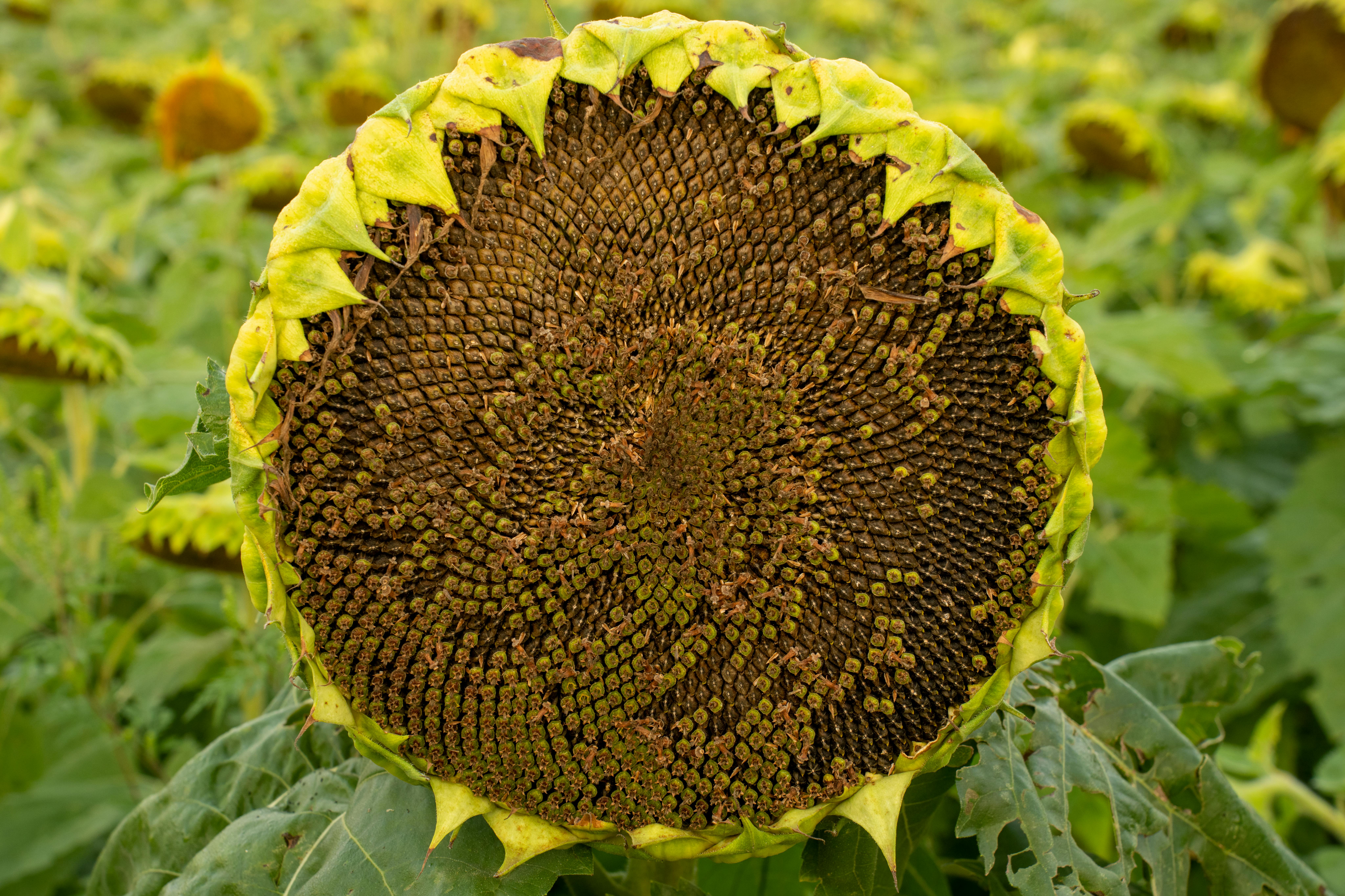 Sunflower
