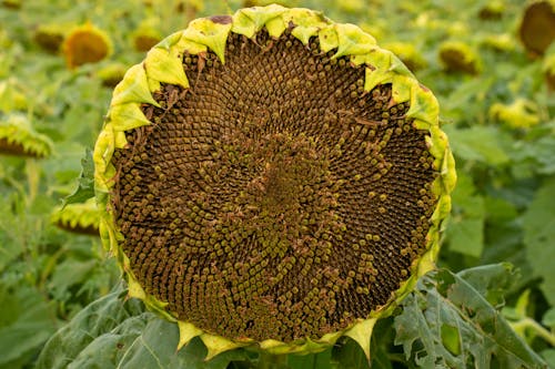 Ilmainen kuvapankkikuva tunnisteilla auringonkukansiemenet, auringonkukat, kasvikunta