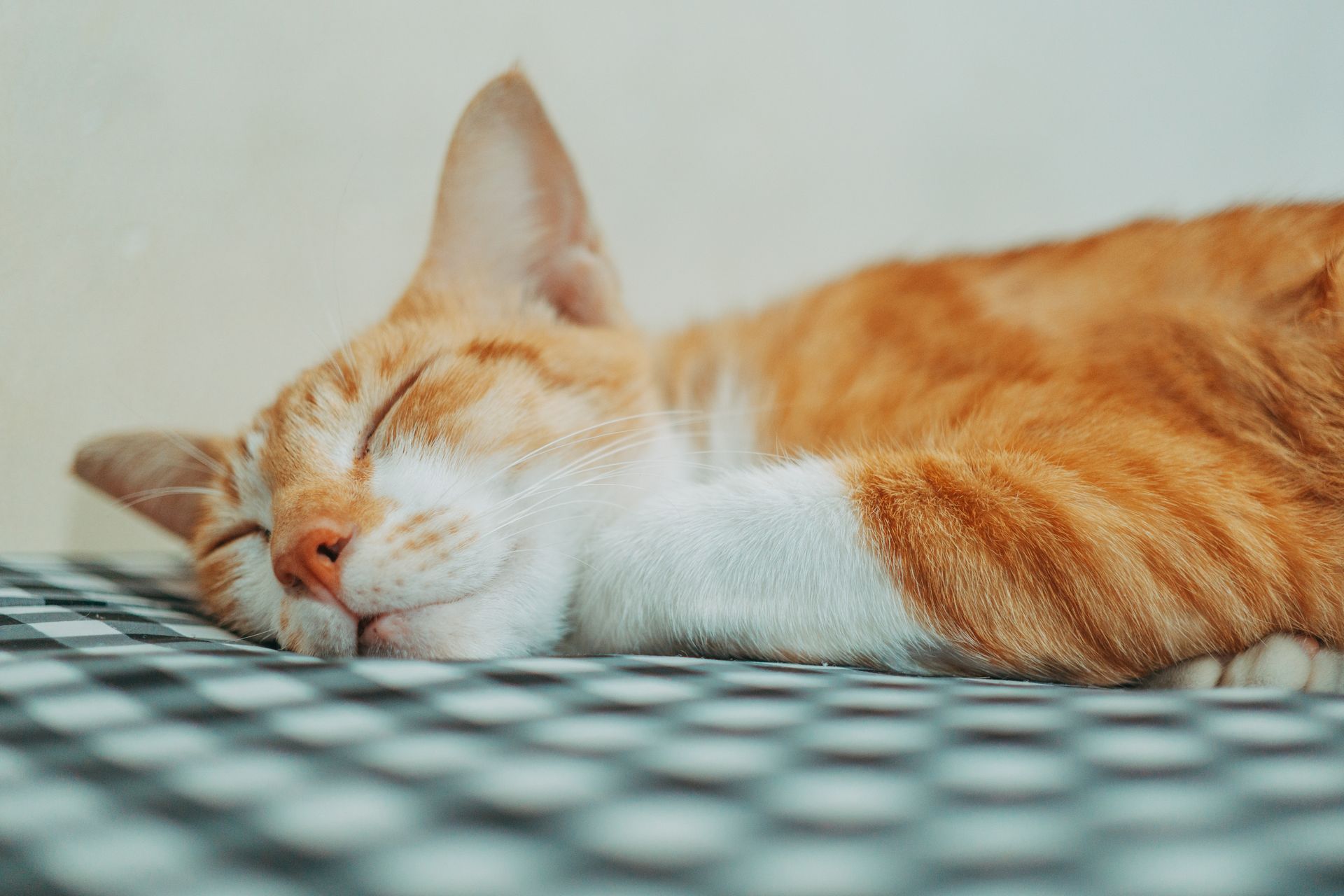 Close-up of a ginger cat sleeping on a checked blanket. Perfect for pet and animal lovers.