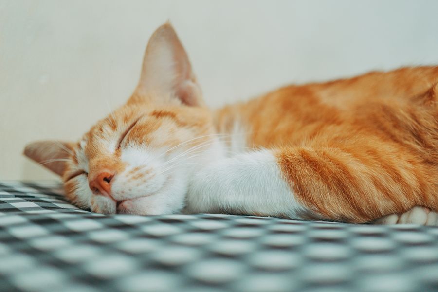 Ginger cat sleeping calmly on a blanket