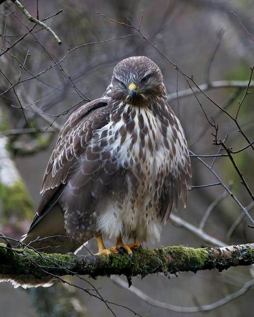 Close-up of a Buzzard Sitting on a Tree Branch 