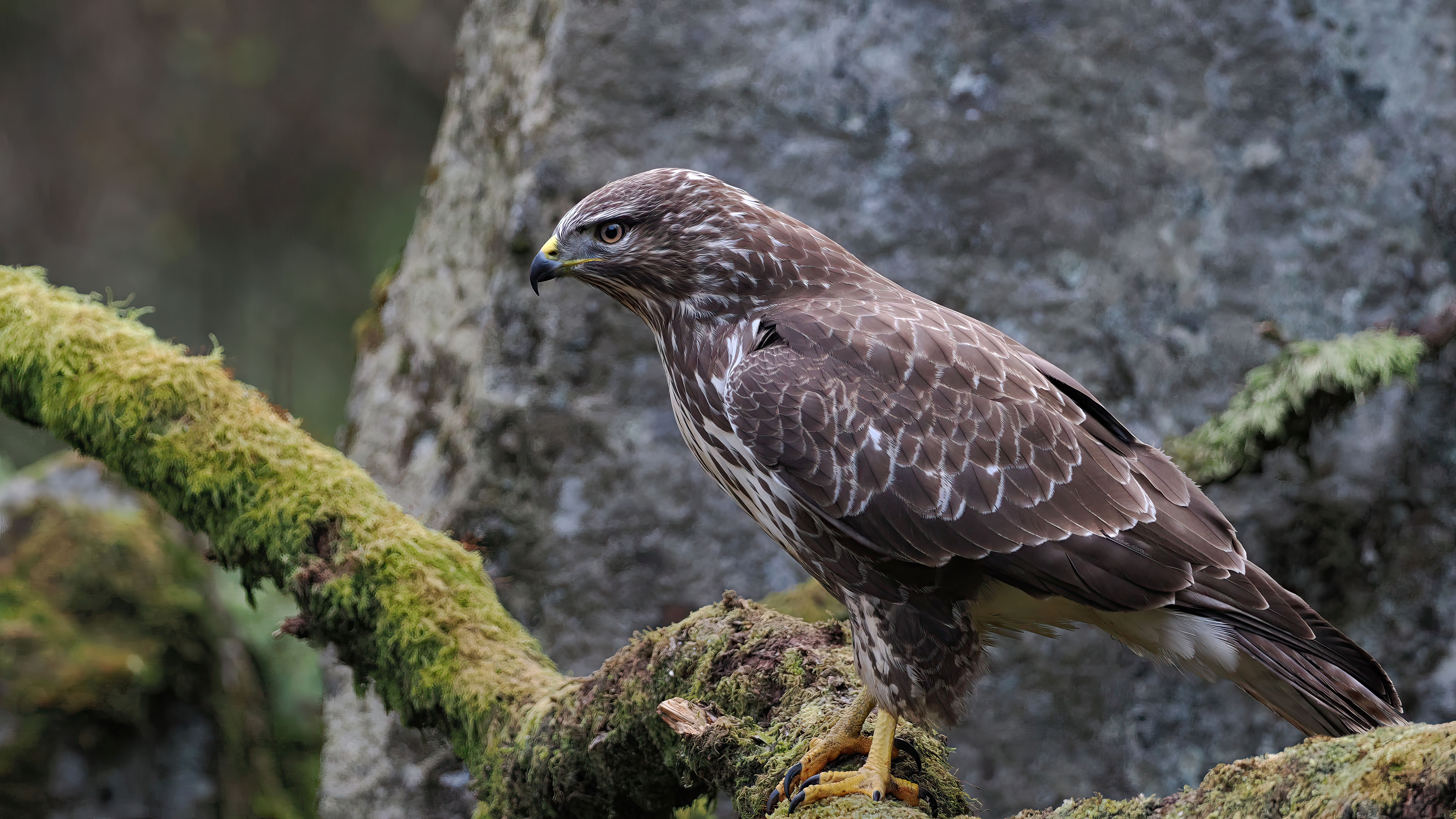 A captivating shot of a buzzard perched on a mossy branch in a natural setting, showcasing its keen gaze.
