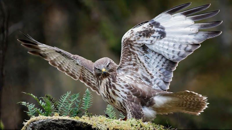 Buizerd met gespreide vleugels — natuurlijke vijand van de hoornaar