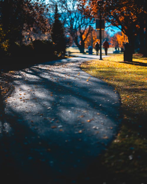 Asphalt Path in the Autumn Park