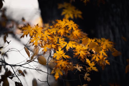 Yellow Autumn Leaves 