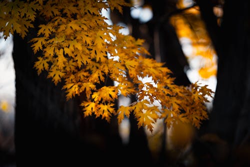Yellow Leaves on Tree